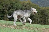 IRISH WOLFHOUND 183